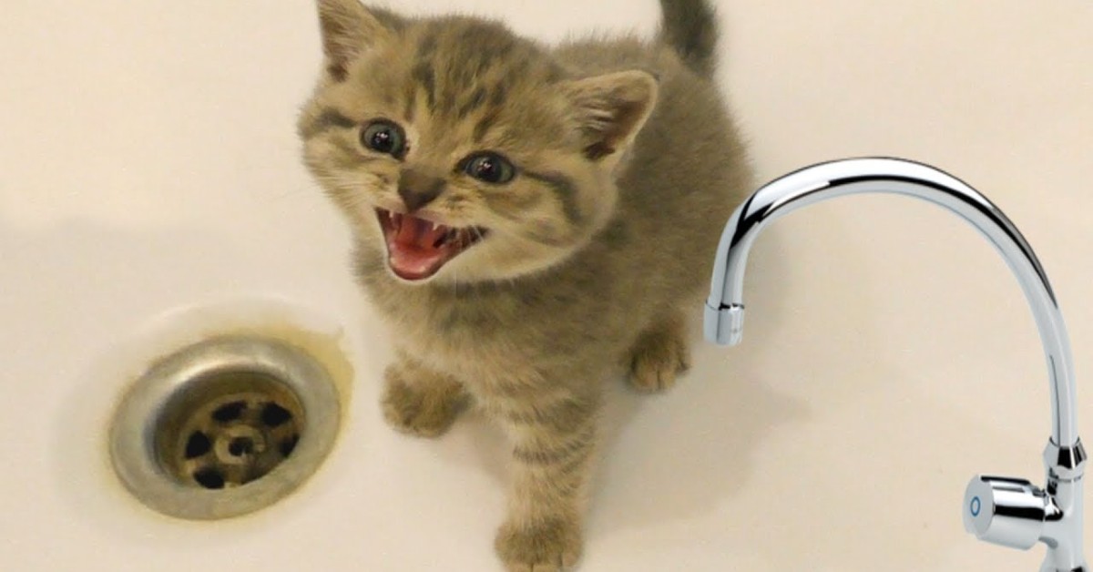 Un gattino non vuole fare più il bagno e lo fa capire alla padrona (VIDEO)