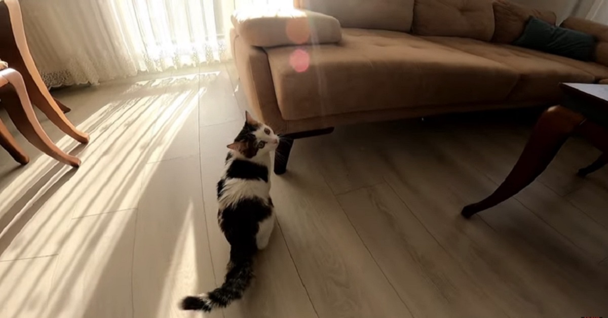 Il gattino paralizzato torna a camminare grazie alle cure dei suoi padroni (VIDEO)
