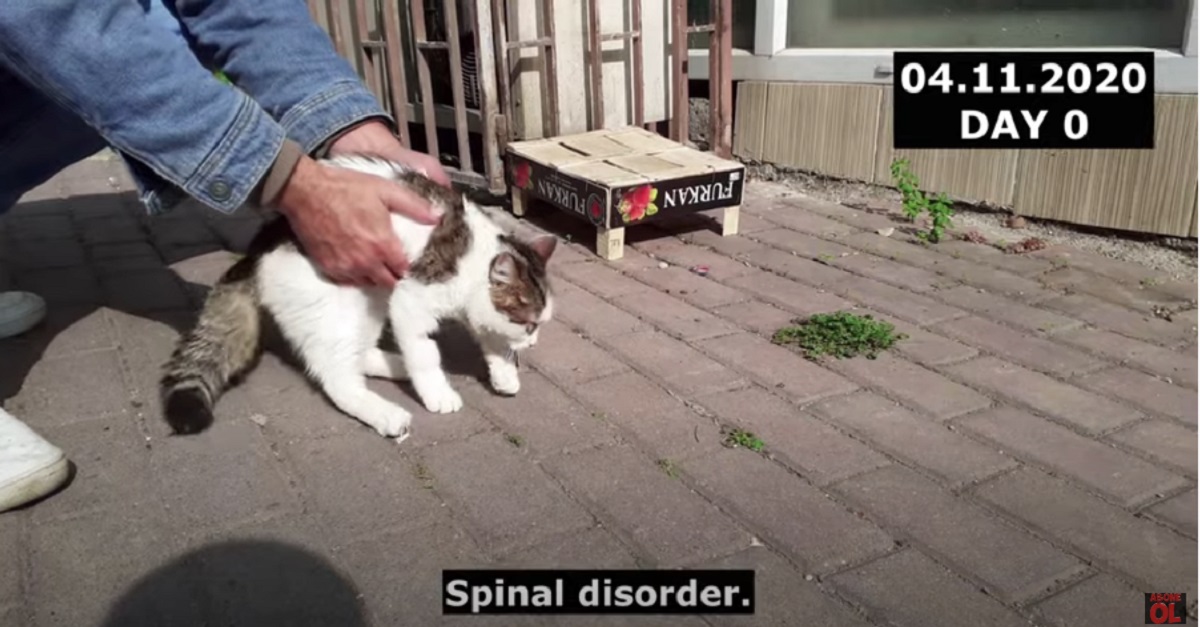 Gattino paralizzato torna a camminare