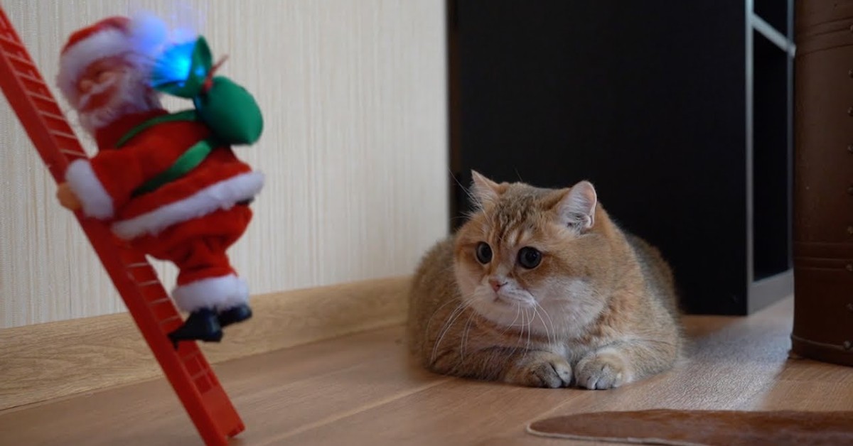 Un gattino partecipa alla decorazione della casa in vista del Natale (VIDEO)