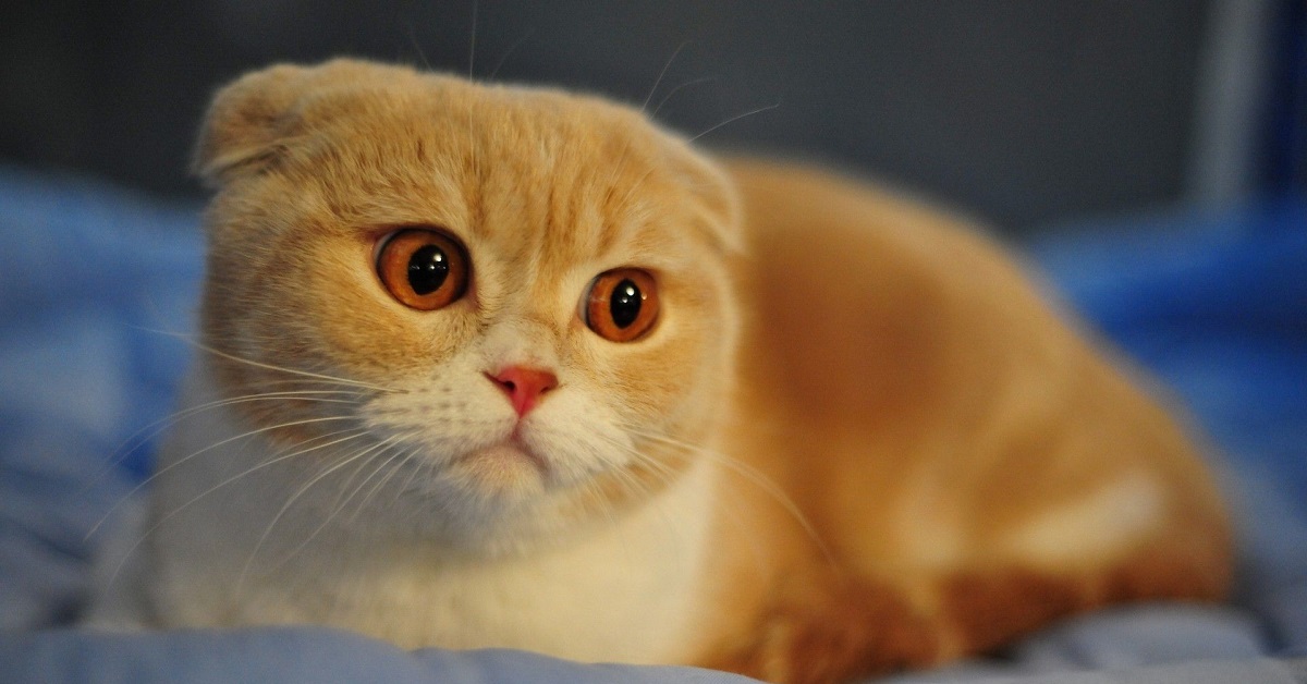 Gattino Scottish Fold alle prese con una palla di pelo, nel video la sua inverosimile reazione