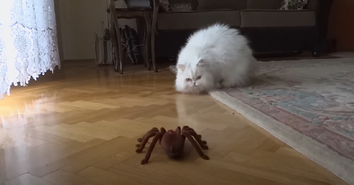 Gattino Persiano affronta un ragno telecomandato, ciò che fa in video è assurdo