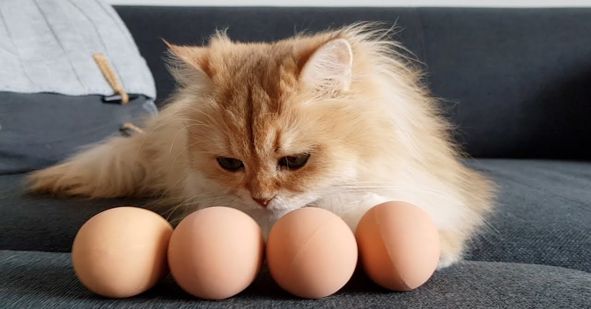 Gattino Persiano vede un uovo per la prima volta, il video della reazione è da non crederci