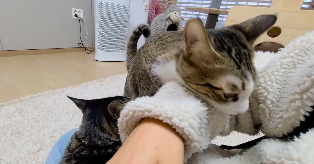 Un gattino piange perché non vuole stare solo a casa (VIDEO)