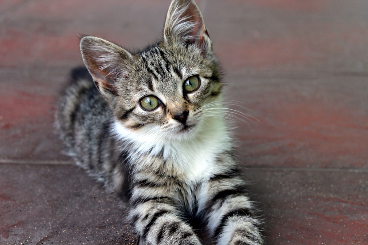 cucciolo di felino tigrato