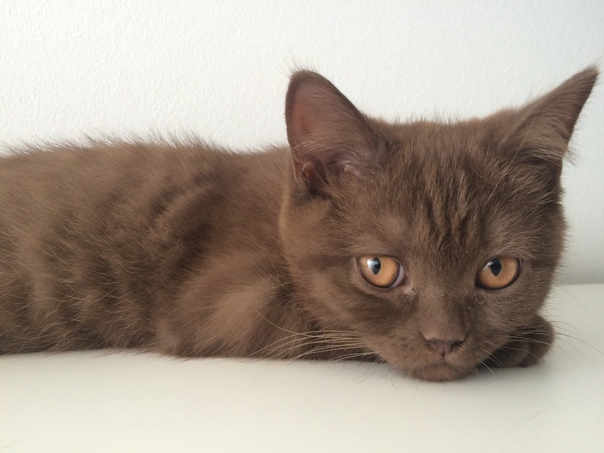 gattino occhi belli