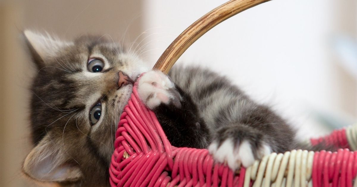 Gattino piccolo che barcolla: cosa può significare, come aiutarlo e come agire
