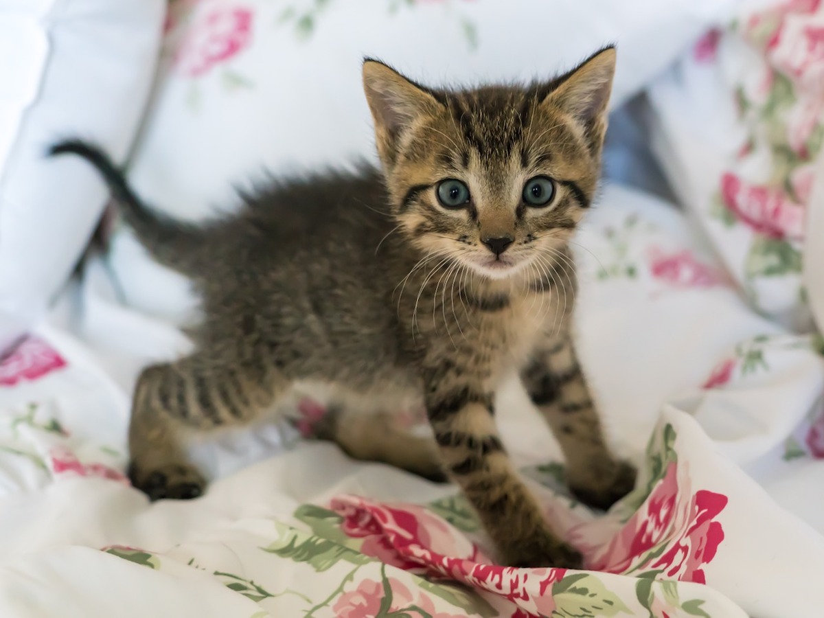 gattino gioca sul letto