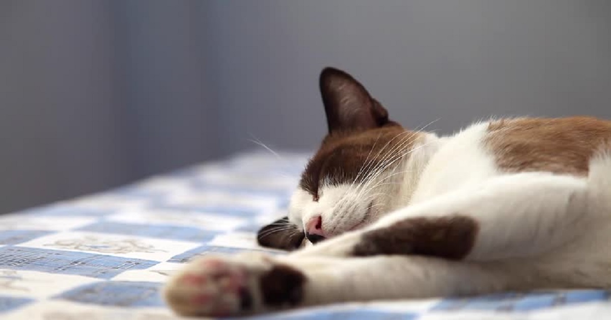 Gattino pigro non ha voglia di alzarsi dal letto, il video, però, registra qualcosa di incredibile