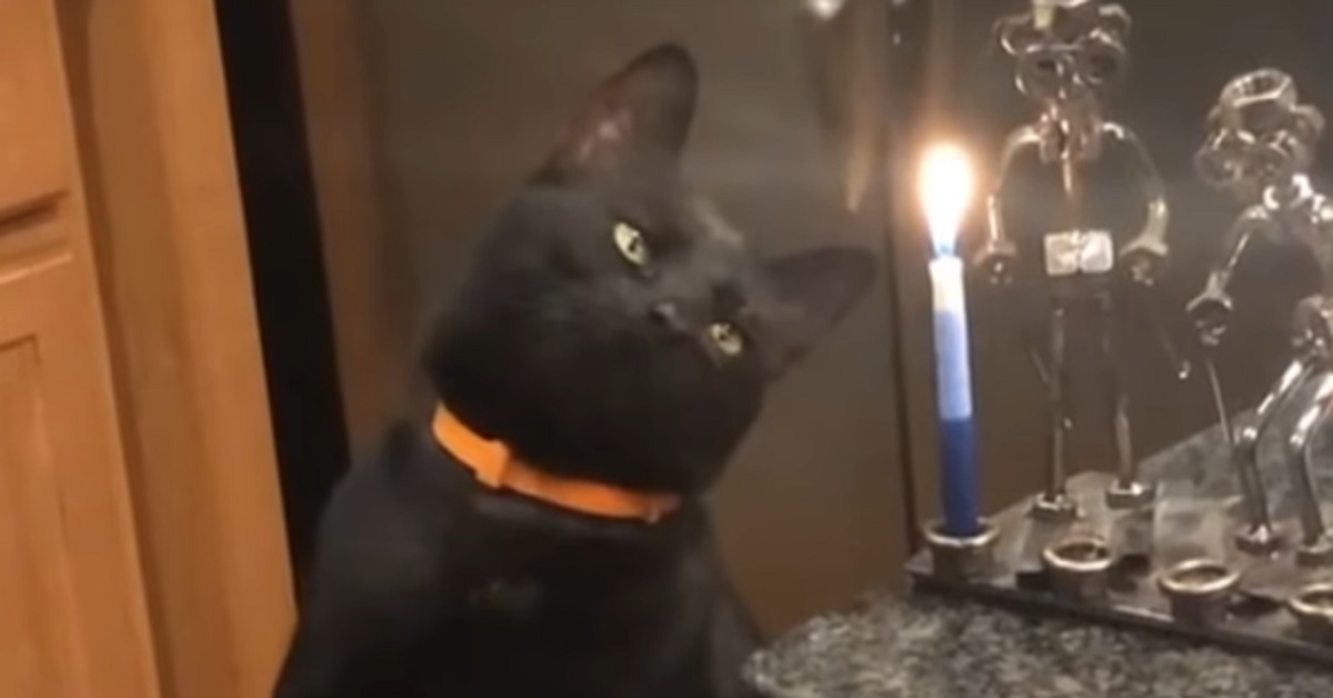Gattino prova a toccare una candela, nel video accade qualcosa di totalmente inaspettato