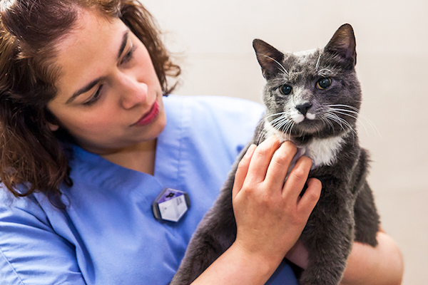 gattino può bere lo spumante