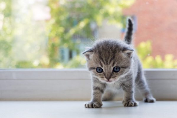 gattino può bere lo spumante