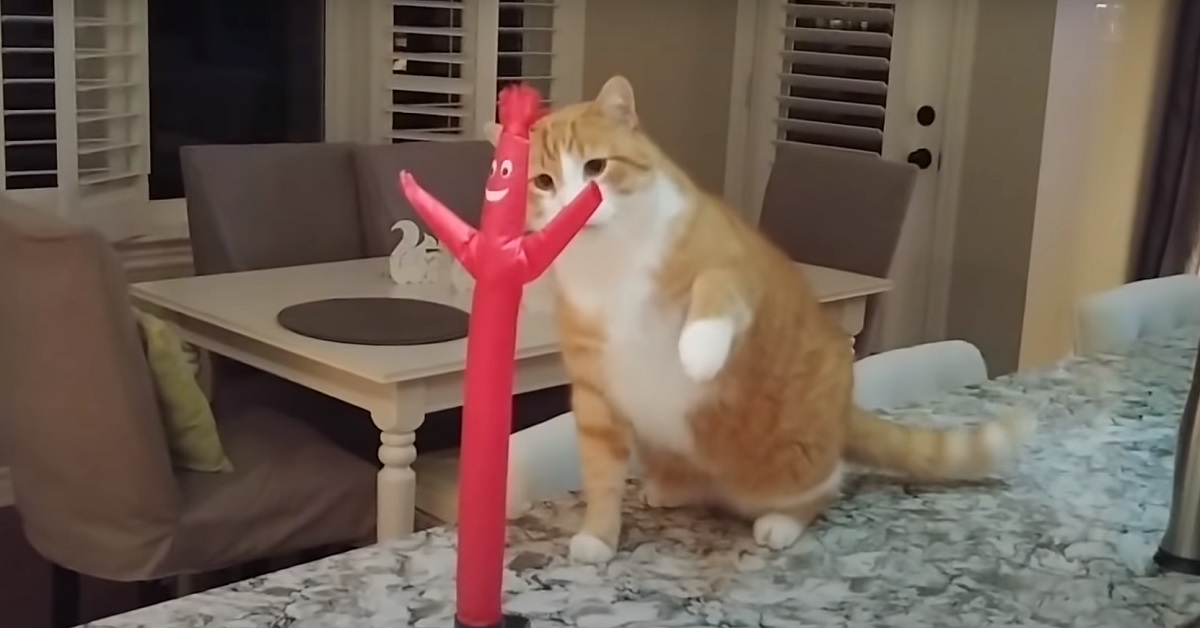 Il gattino europeo alle prese per la prima volta con un pupazzo gonfiabile, il video è letteralmente imperdibile