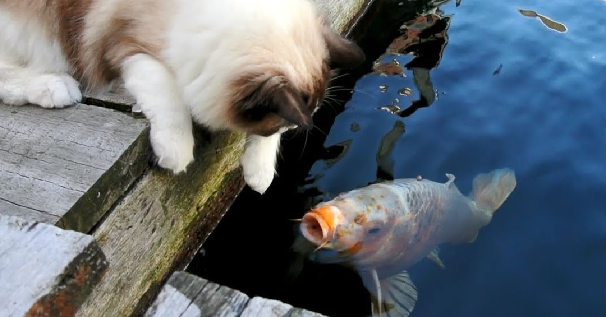 Un gattino Ragdoll e la sua amicizia con un pesce, il video ci fa vedere cose incredibili
