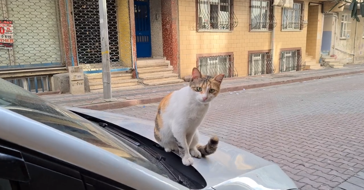 Un gattino randagio calico aspetta che qualcuno gli dia da mangiare (VIDEO)