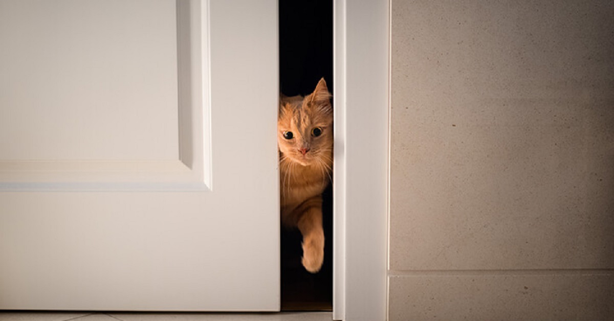 Gattino riesce ad aprire le porte da solo e incanta il web, ecco il suo infallibile trucco nel video