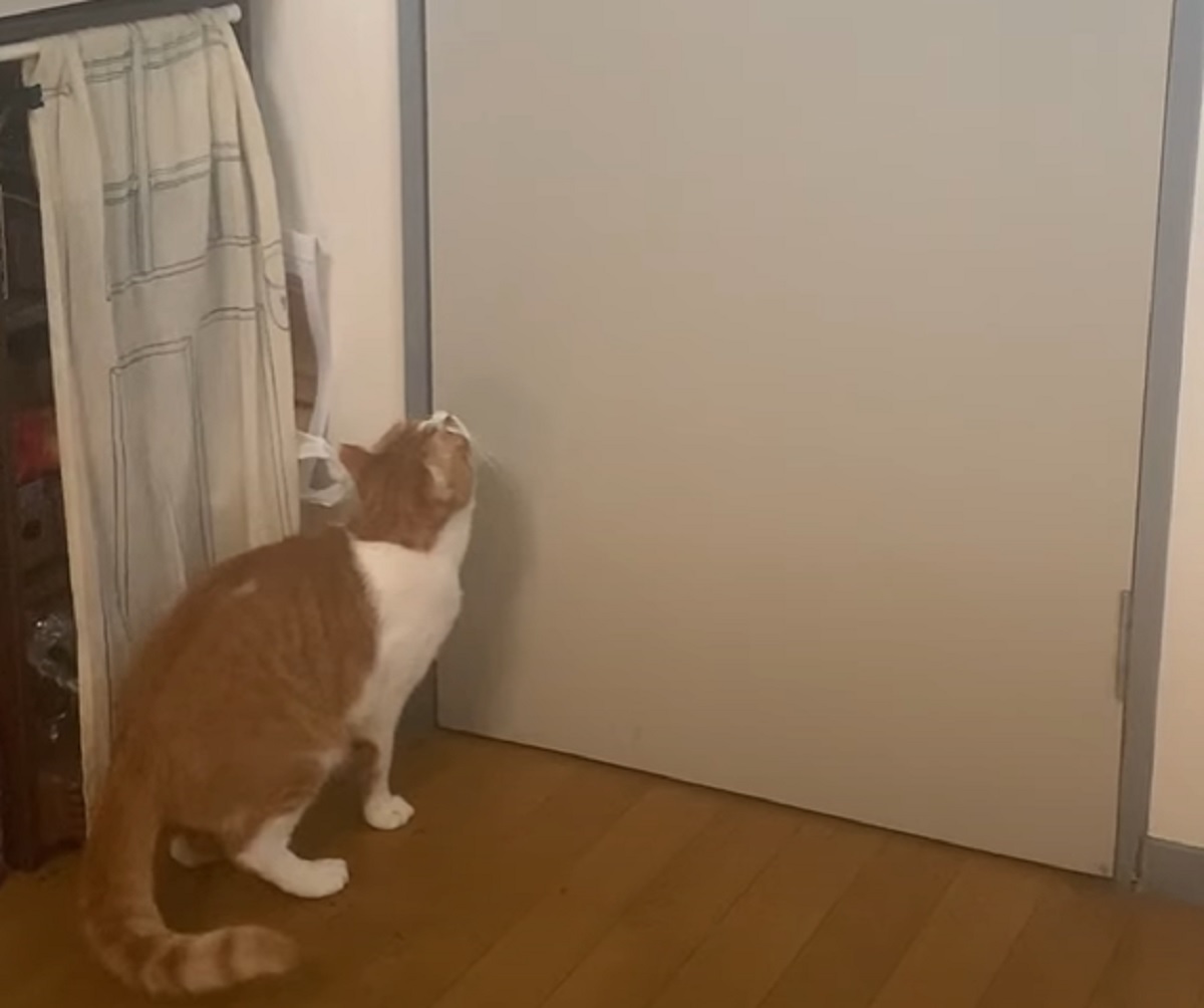 gattino aprire da solo