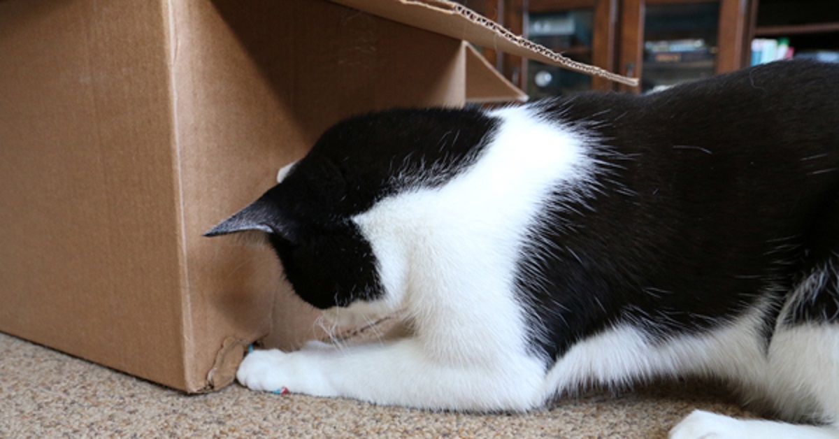Una gattina si comporta in modo strano con lo scatolone, nel video capiamo l’insolito motivo