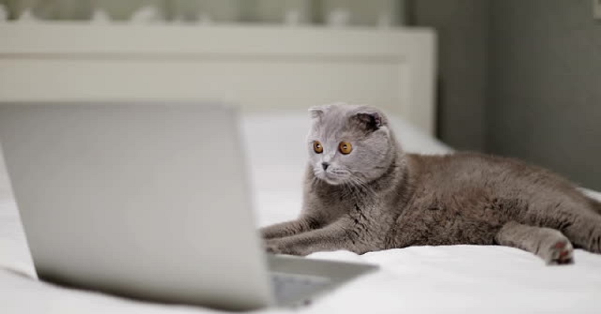 Gattino Scottish Fold si rilassa sul letto, il suo modo di farlo nel video è sconvolgente
