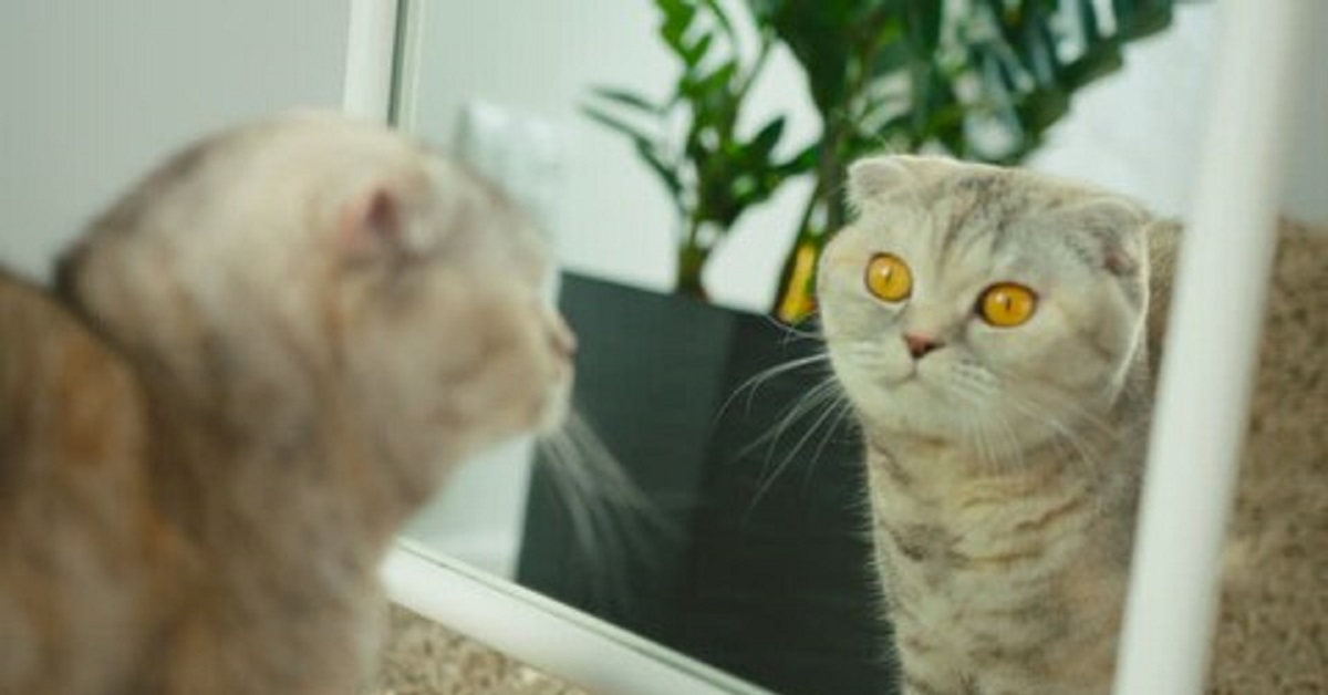 Il Gattino Scottish Fold si vede per la prima volta allo specchio, ciò che fa in video è assurdo