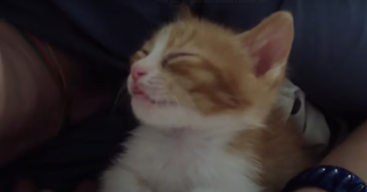 Un dolce gattino si addormenta con i baci della sua amata padrona (VIDEO)