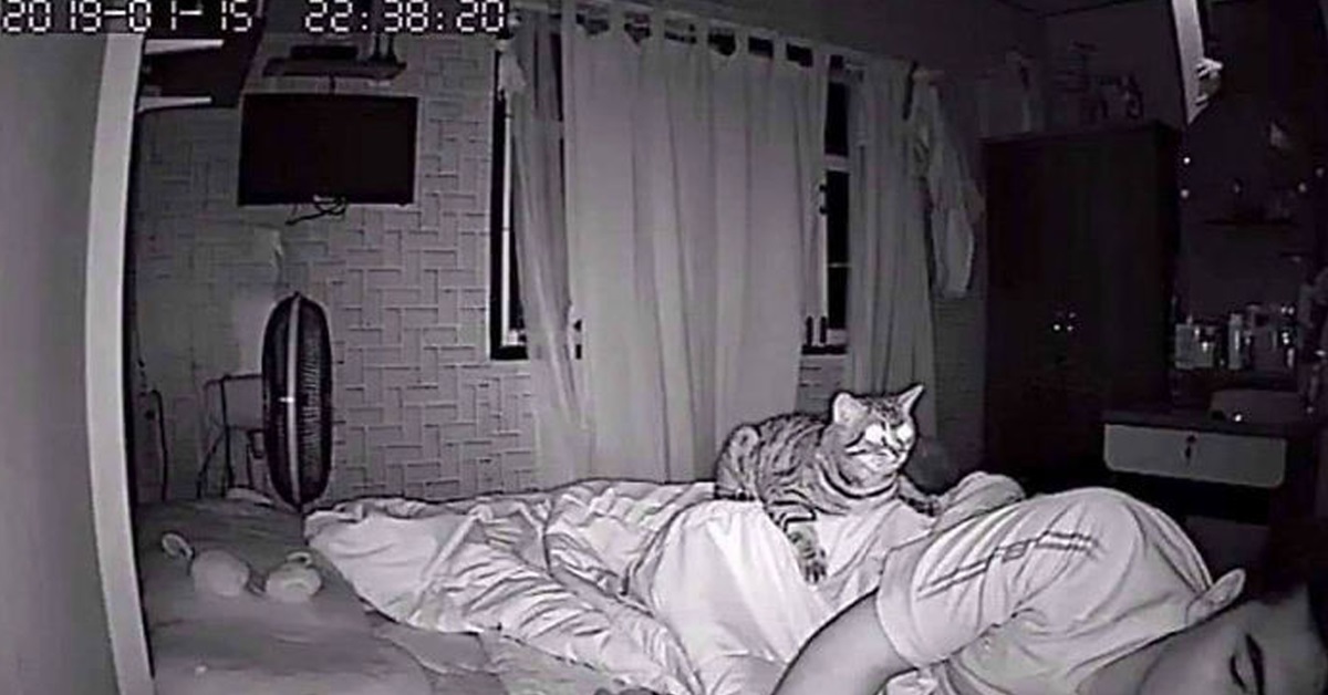 Gattino si alza nel cuore della notte, quello che registra la telecamera in video è sconcertante