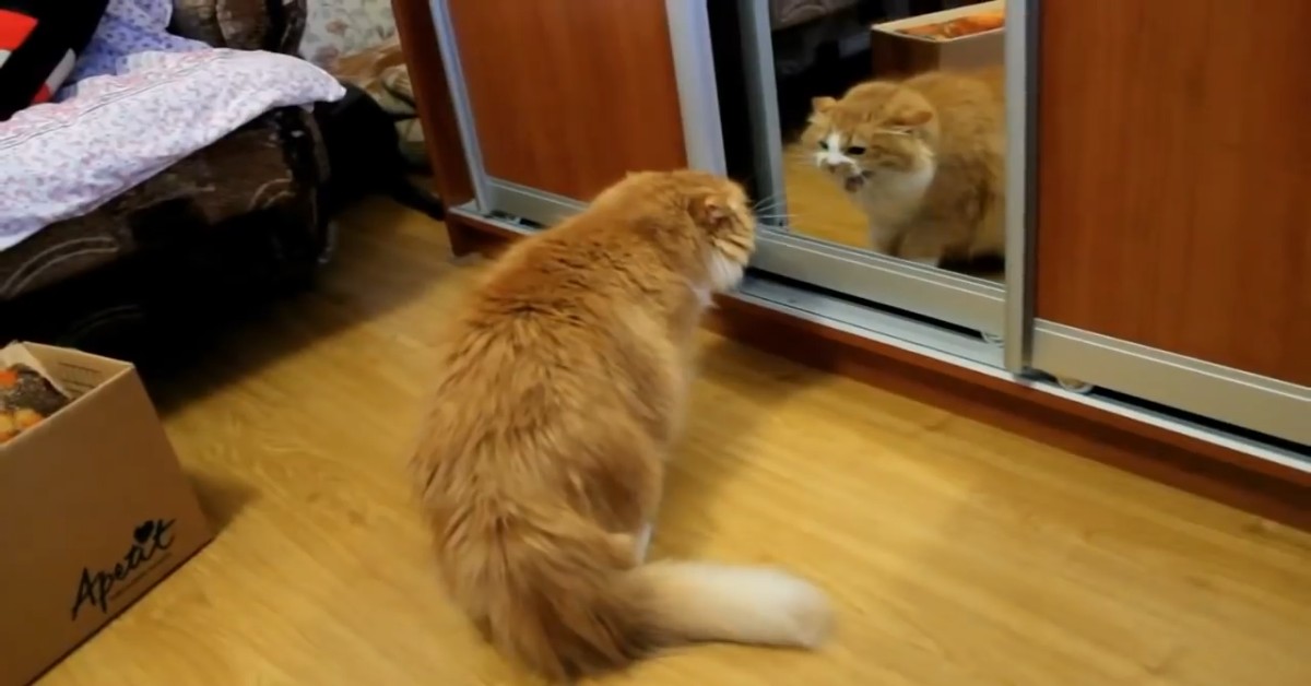 Un gattino si arrabbia con se stesso convinto che ci sia un altro gatto (VIDEO)