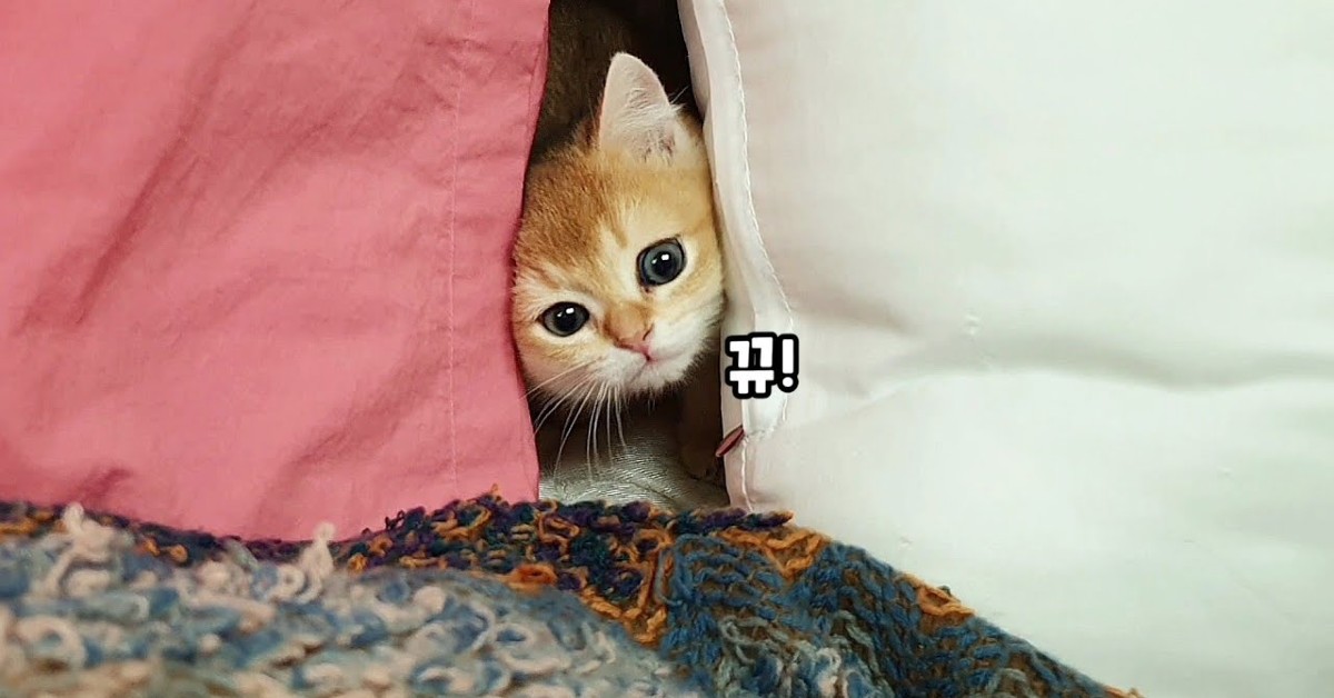 Un gattino si arrampica sul padrone in un modo molto dolce (VIDEO)