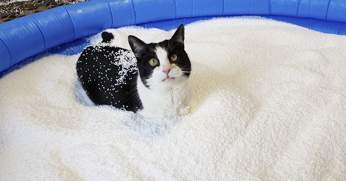 Un gattino si diverte in una piscina piena di polistirolo (VIDEO)