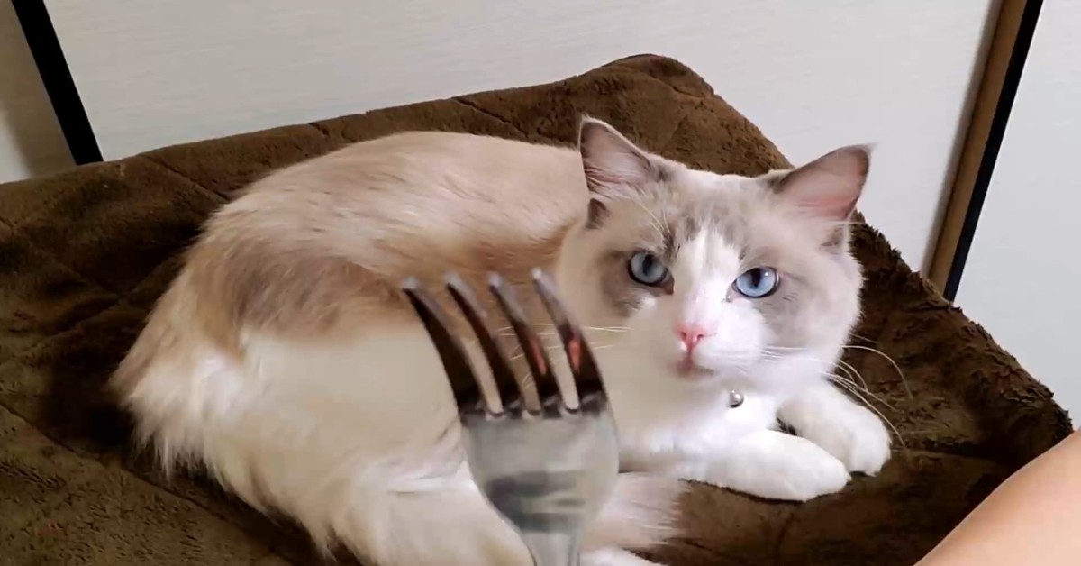 Un gattino si fa coccolare con una forchetta dalla sua padrona (VIDEO)