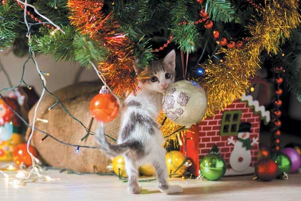 gattino si fionda sul'albero di Natale