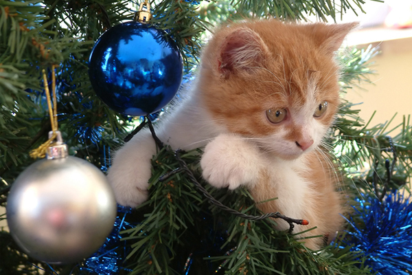 gattino si fionda sull'albero di Natale