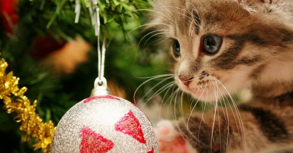 Gattino si fionda sull’albero di Natale: come fare per evitare disastri?