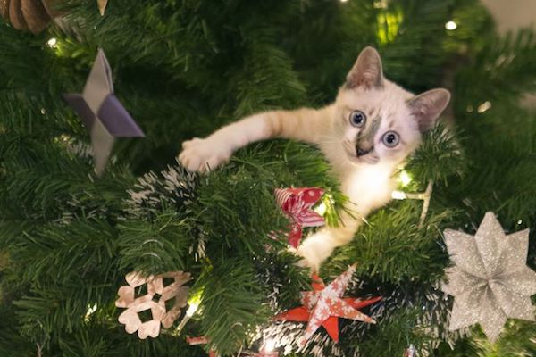 gattino si fionda sull'albero di Natale