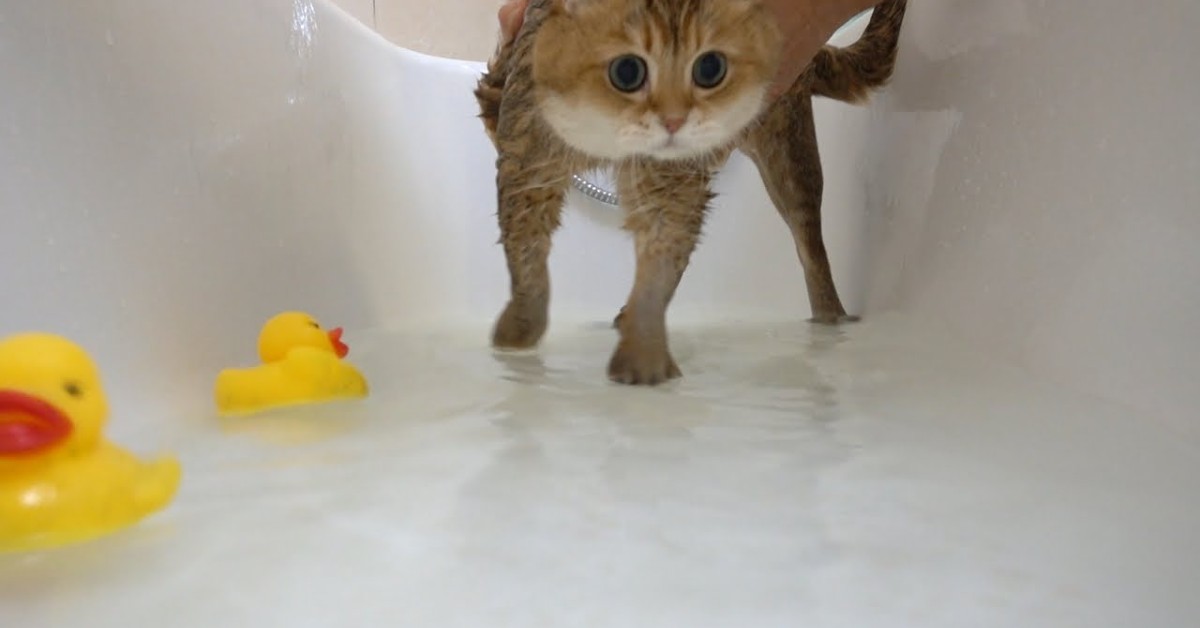 Un gattino si lava con le paperelle e fa i capricci (VIDEO)