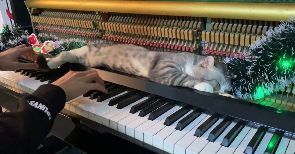 Un gattino si rilassa con la musica di Natale suonata dal padrone (VIDEO)
