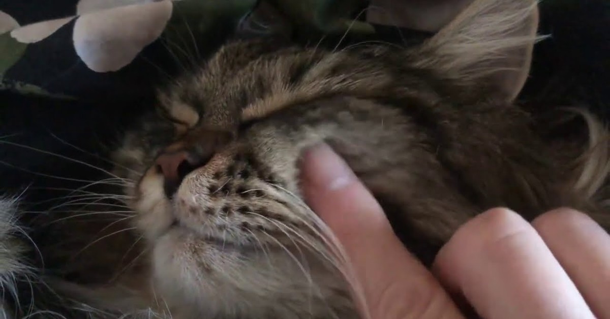 Un gattino si rilassa e dorme con le coccole della padrona (VIDEO)