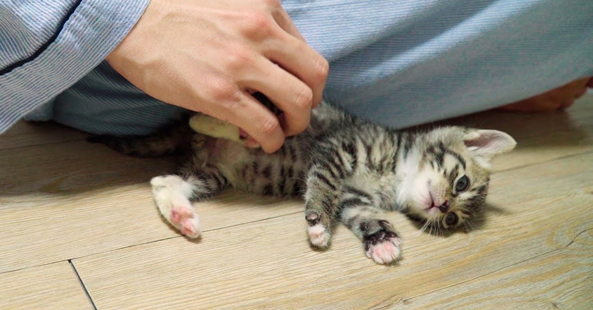 Un gattino si riscalda sul pavimento di casa in compagnia del padrone (VIDEO)