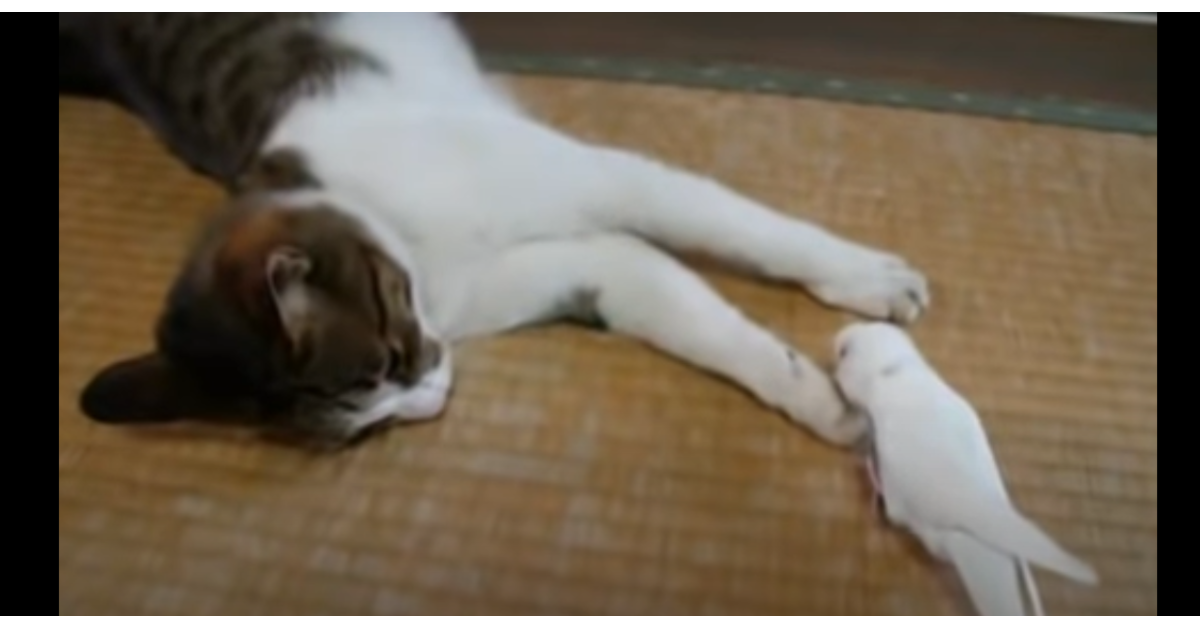 Un gattino si sveglia dolcemente grazie al suo amico pappagallo (VIDEO)