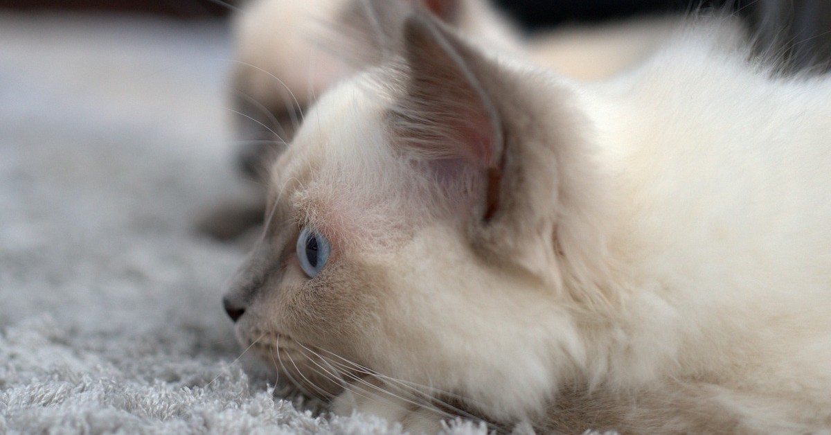 gattino siamese