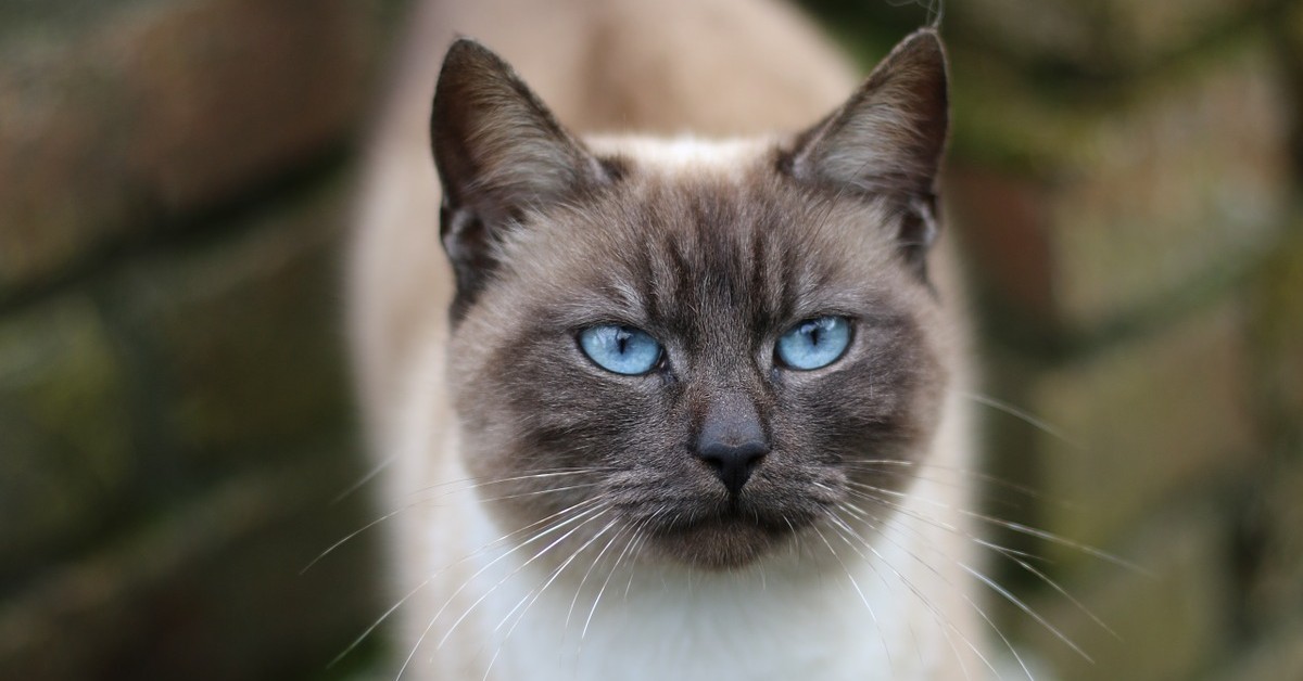 gattino siamese