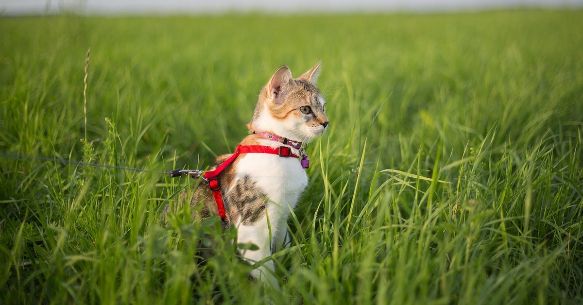 Zorro, il gattino siberiano a spasso nel parco (VIDEO)