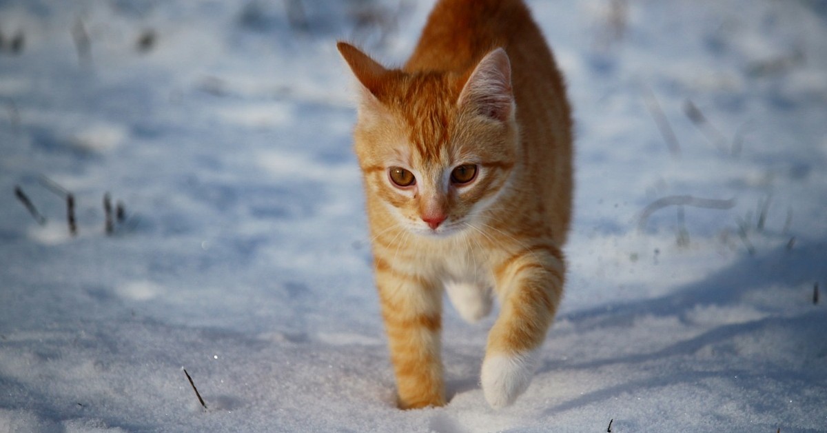 gattino siberiano a spasso nel parco