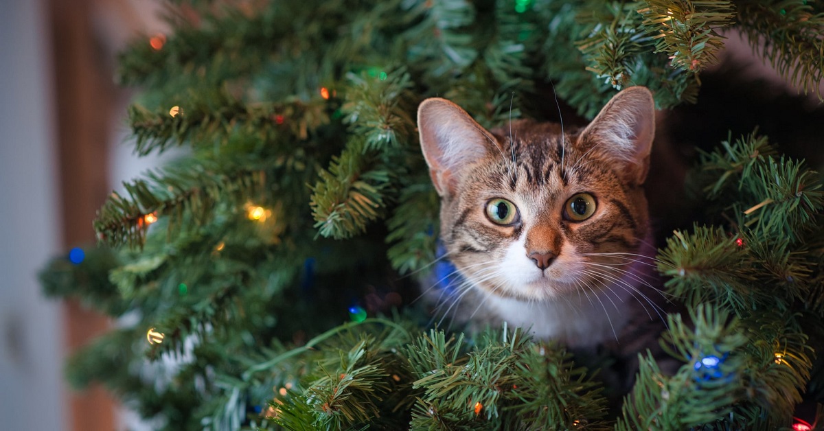 Gattino soriano tenta la scalata dell’albero di Natale, sembra filare tutto liscio nel video fino a quando non accade l’irreparabile