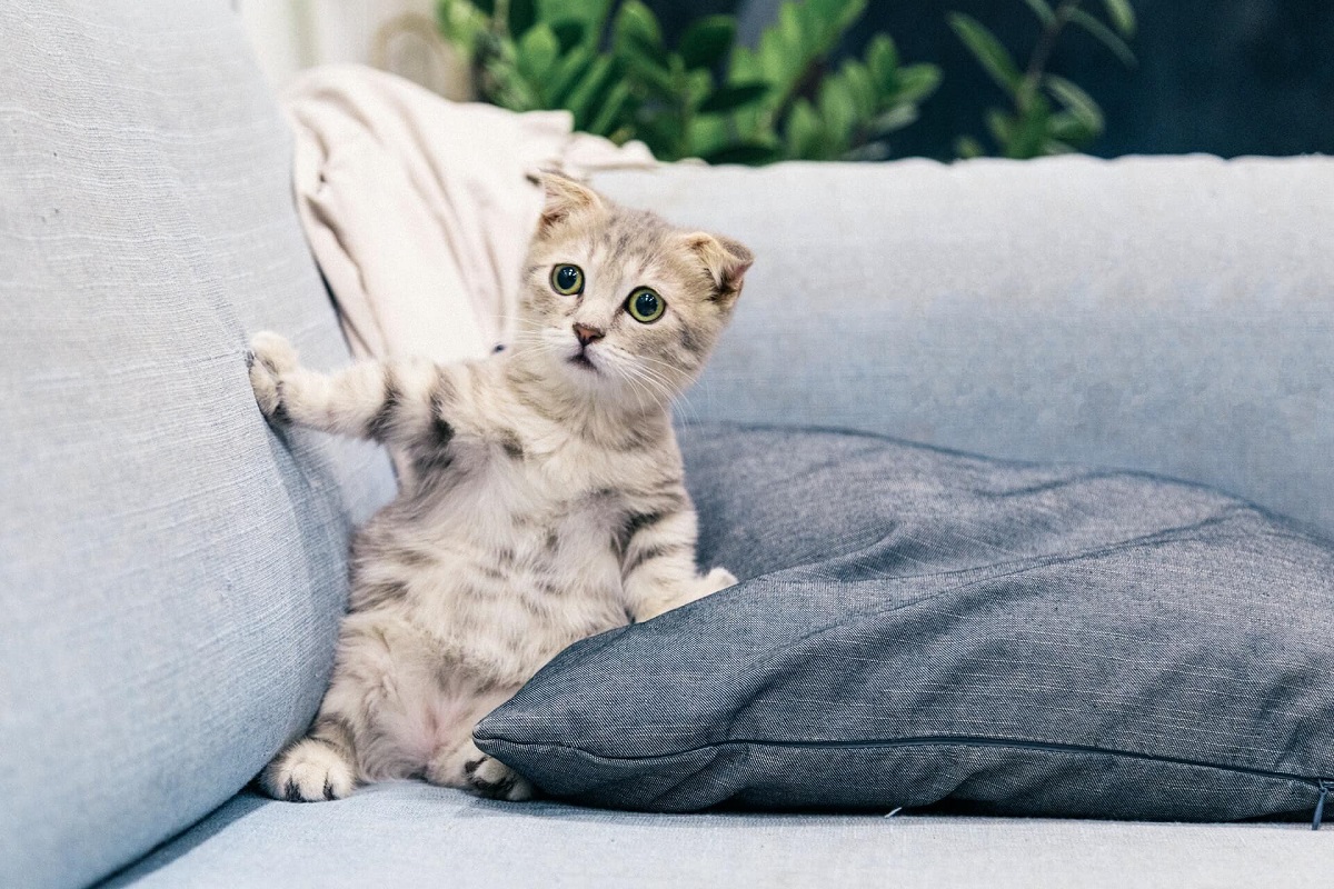 cucciolo di gatto seduto sul divano