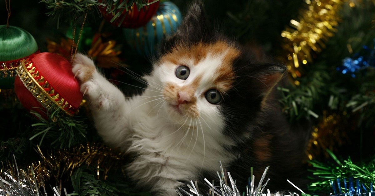 Gattino spaventato dall’albero di Natale: cosa si può fare?