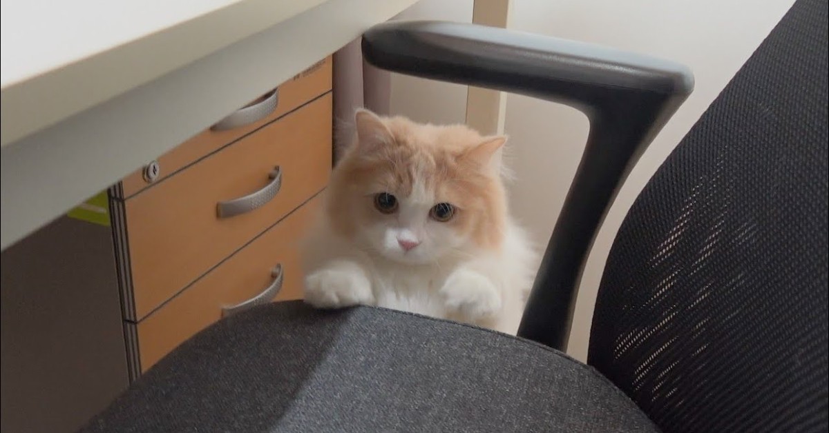 Il gattino DD va in ufficio a far compagnia al suo proprietario (VIDEO)