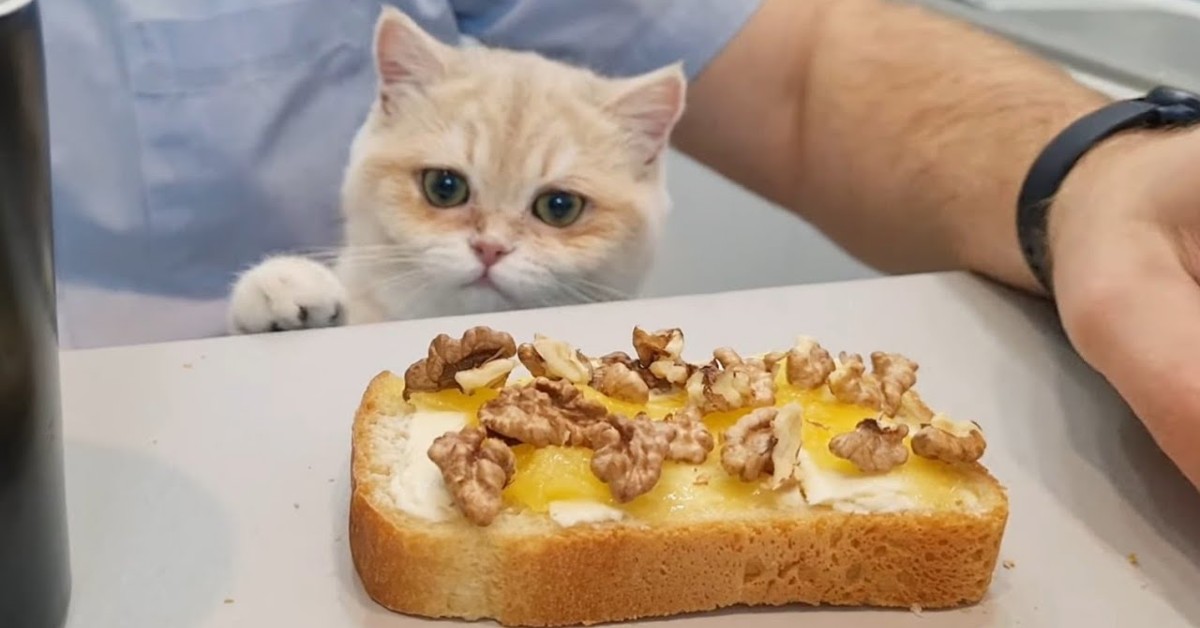 Gattino vuole mangiare con il padrone la colazione (VIDEO)