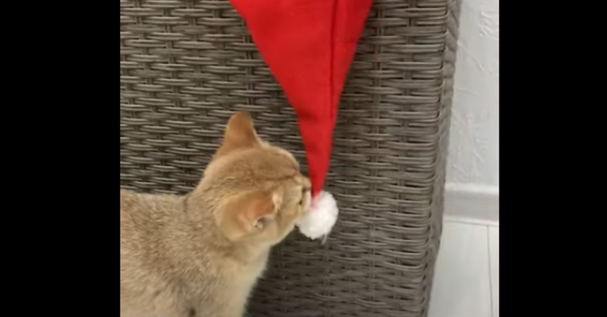 Gattino gioca con un cappello natalizio in compagnia del padrone (VIDEO)