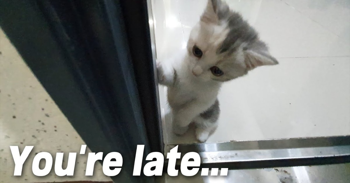 Un gattino aspetta che il padrone torni a casa (VIDEO)